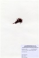 藏品(縱胞藻)的圖片